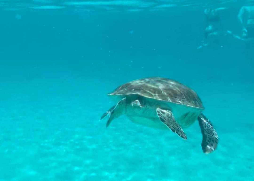 וילמסטאד Royal Palm Resort Curacao Geweldig Zeezicht מראה חיצוני תמונה